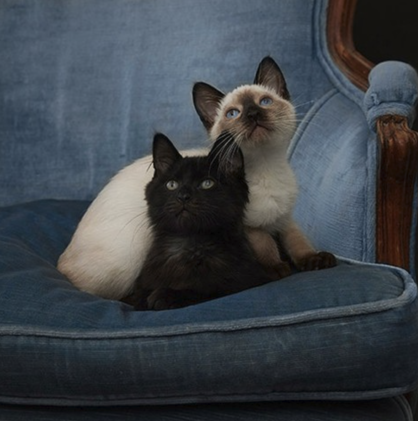 Fine art pet photography featuring a black kitten and a cream-colored Siamese kitten cuddling together on a vintage blue upholstered chair.