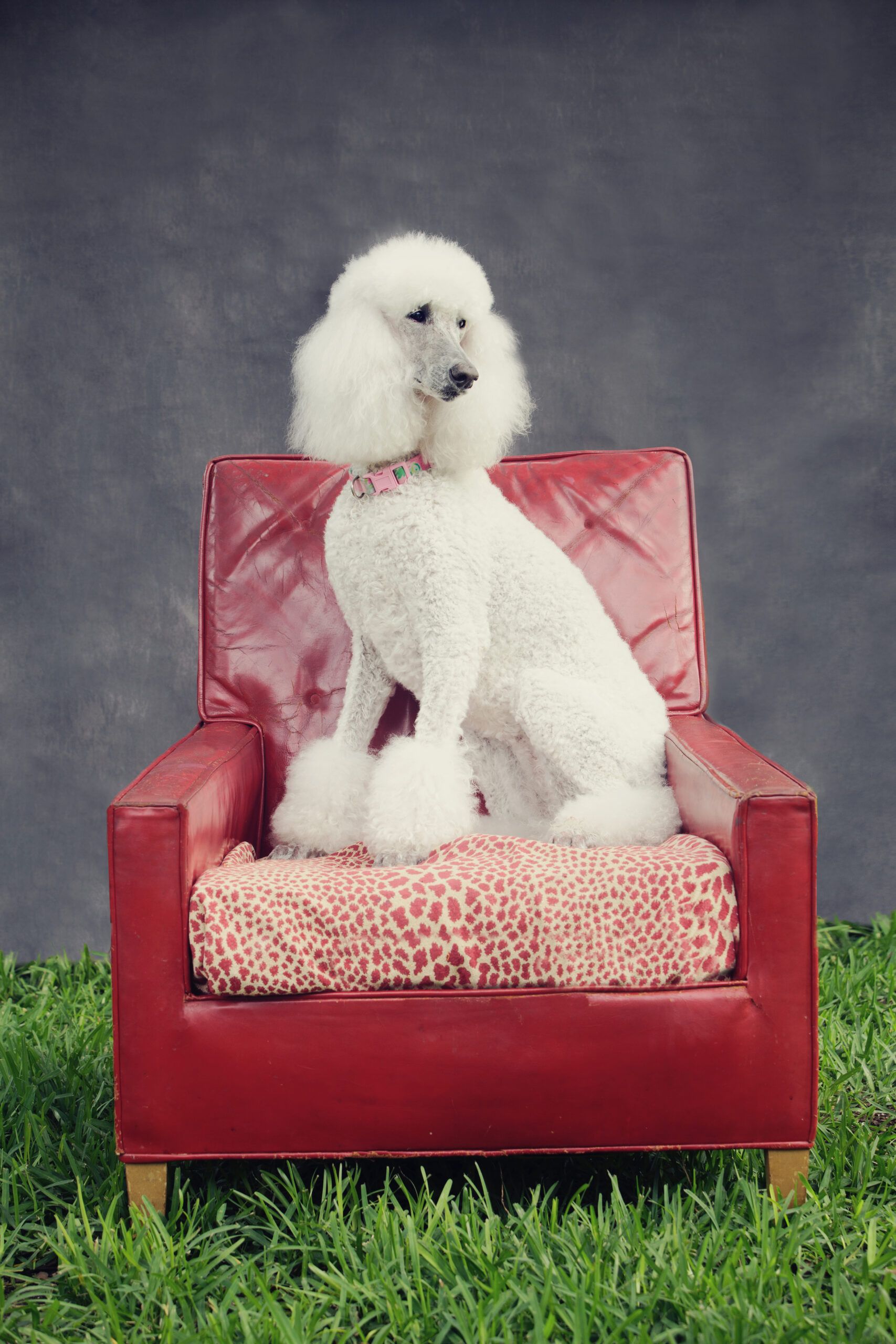 pet photography featuring an elegant white Standard Poodle sitting on a red leather chair against a dark gray backdrop.