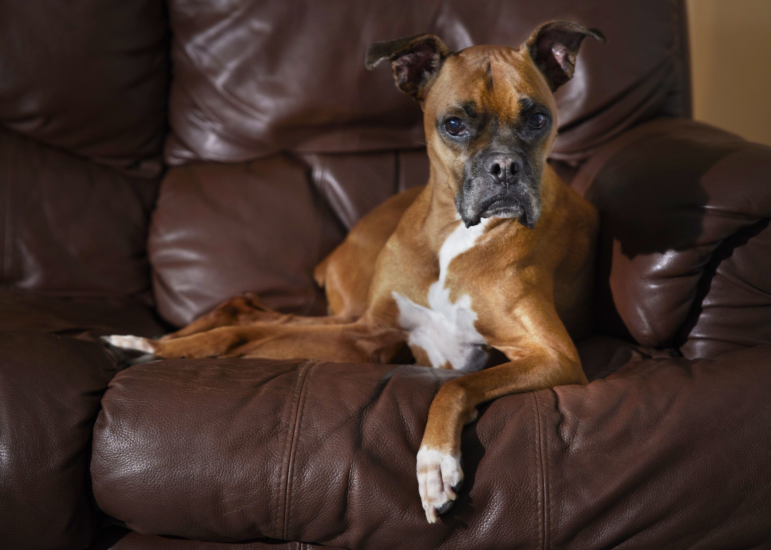 Professional pet portrait of a brown and white Boxer dog relaxing on a dark brown leather recliner.