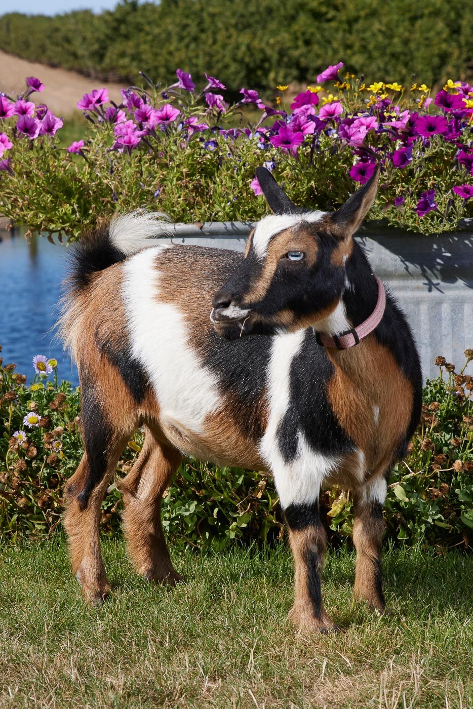 Outdoor pet portrait of a tricolor pygmy goat standing in a garden surrounded by vibrant purple flowers.