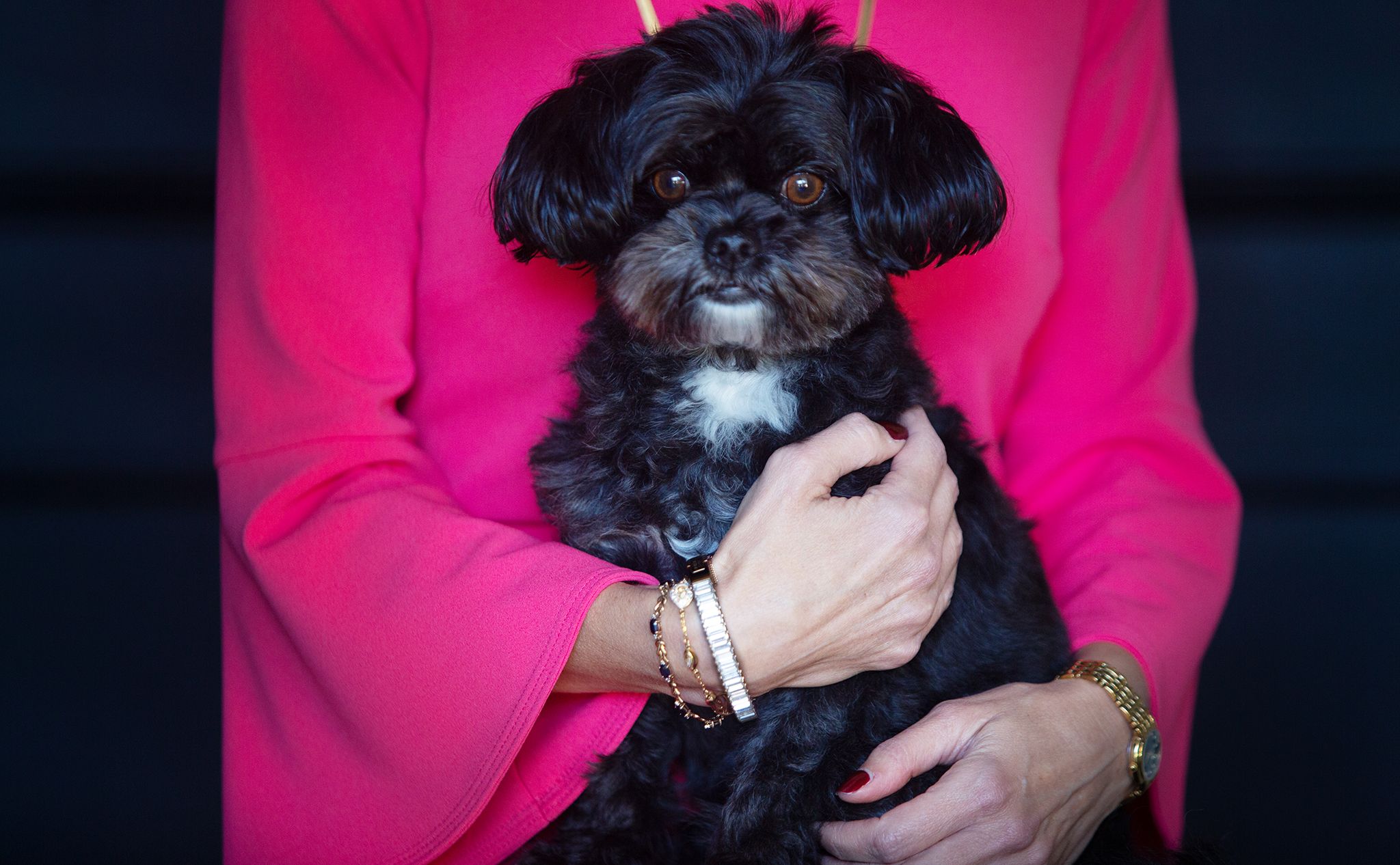 Pet portrait of a small black dog with a white chest marking being held by its owner wearing a bright pink jacket.