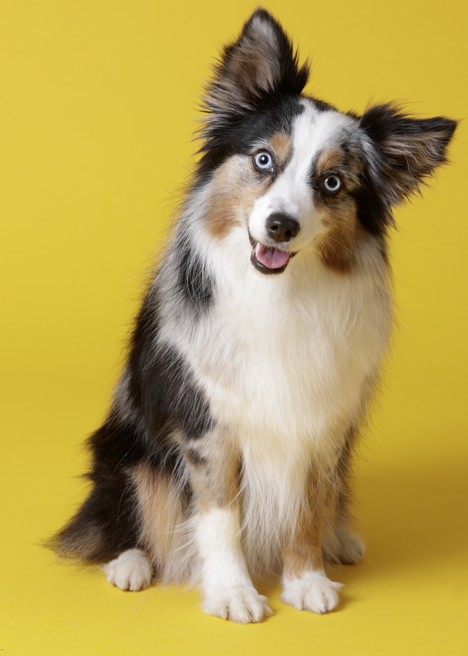 Blue merle Australian Shepherd with bright blue eyes and a playful expression against a vibrant yellow background.