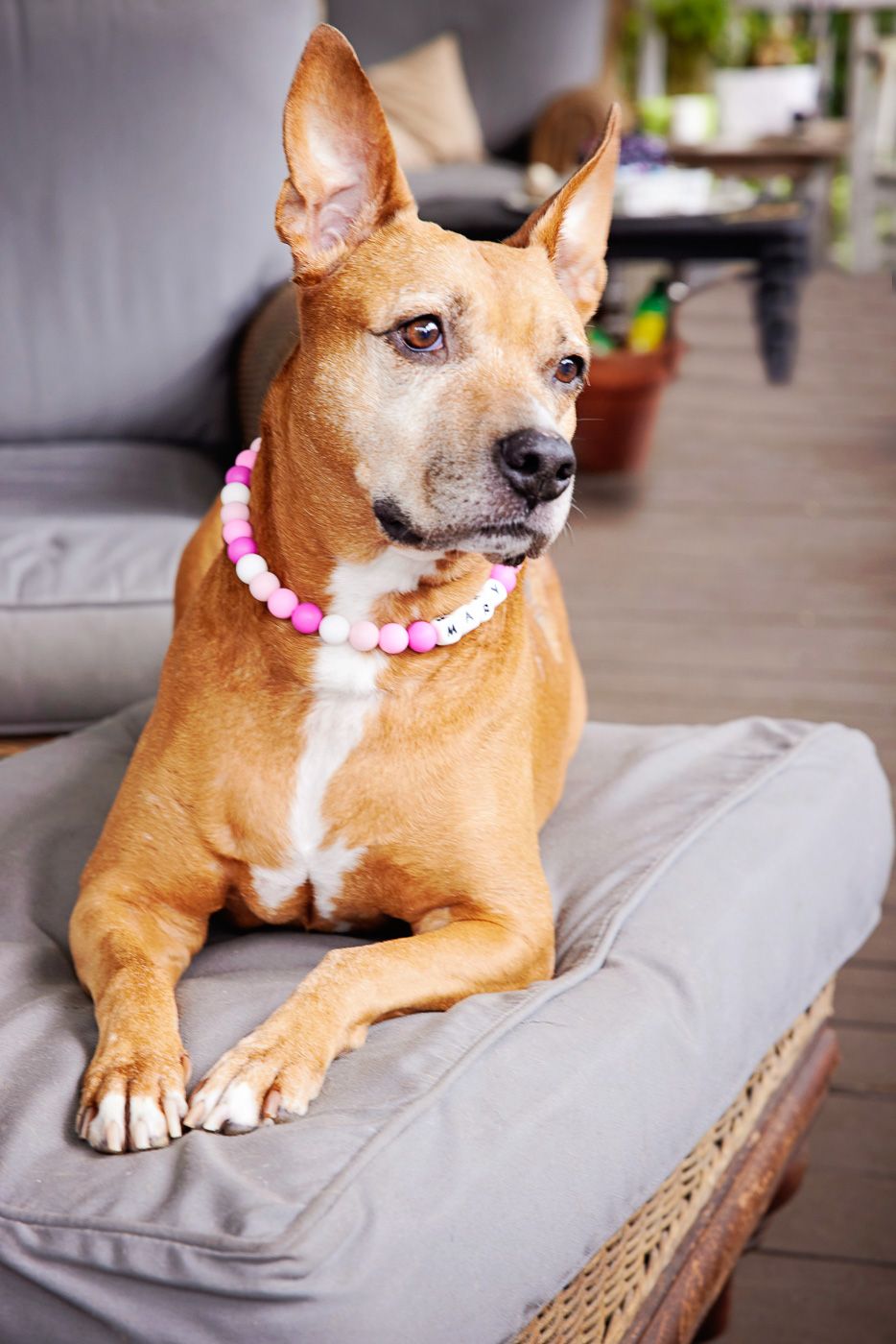 Professional pet portrait of a tan and white dog wearing a pink beaded collar, relaxing on a cushioned outdoor lounge chair.
