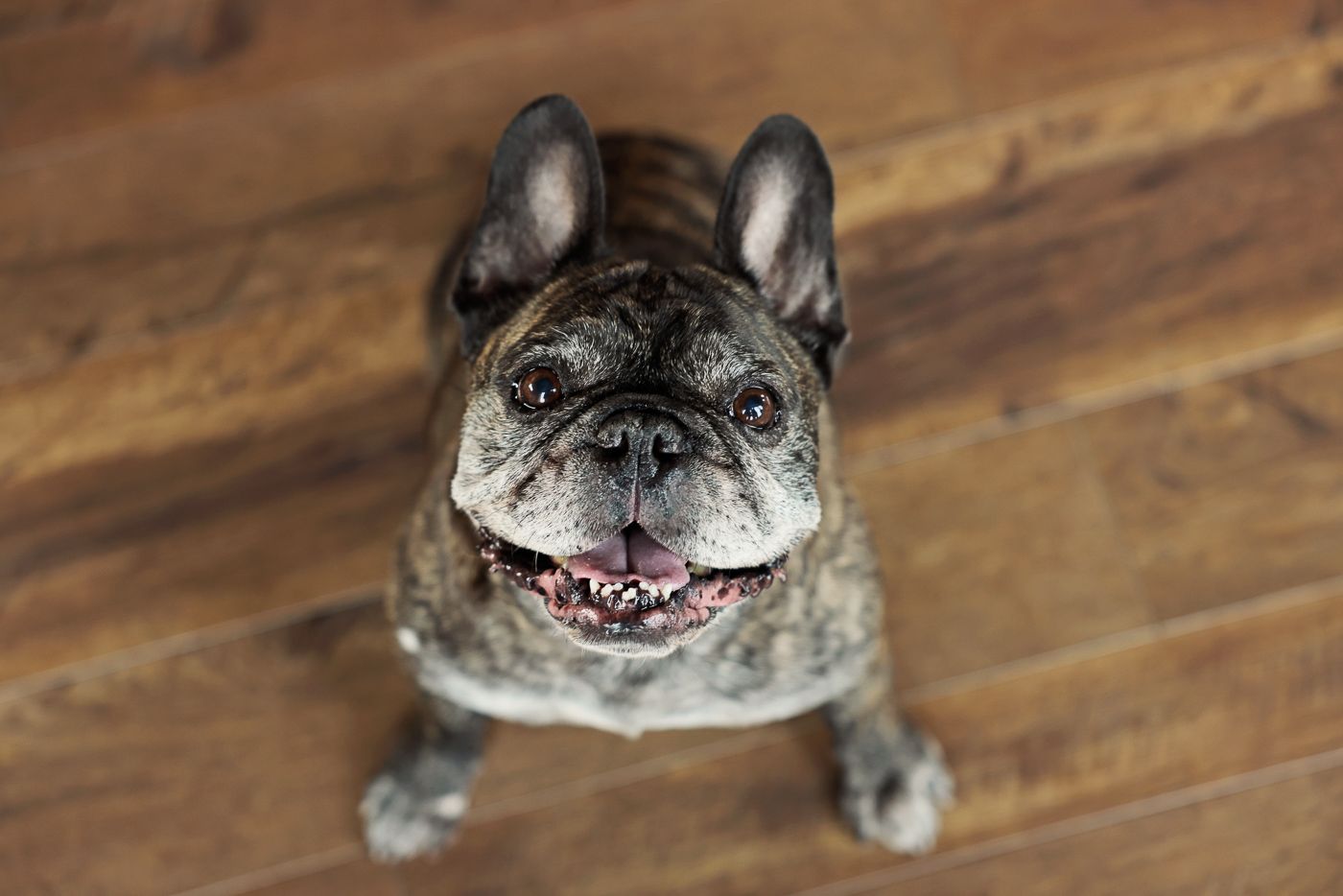 pet portrait of a brindle French Bulldog looking up at the camera while standing on a wooden floor.