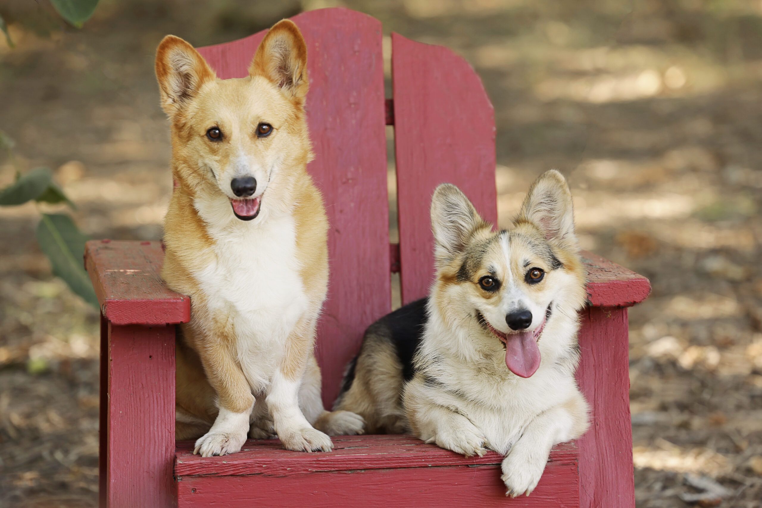 Two Pembroke Welsh Corgis sitting together on a red Adirondack chair during an outdoor pet photography session.