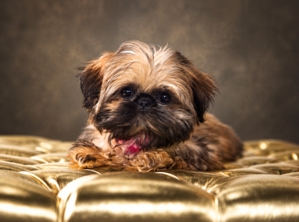 Fine art pet portrait of Lola, a small brown dog resting on a luxurious gold tufted cushion, photographed in Melbourne, FL.